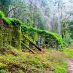 Californian lush green forest trail