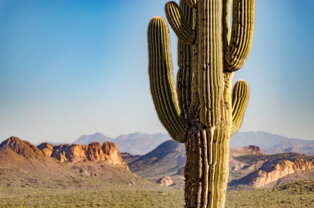 Pet Friendly RV Resorts In Arizona 3 1