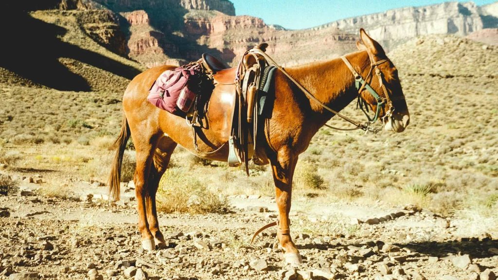 Arizona RV Travel Tips 12